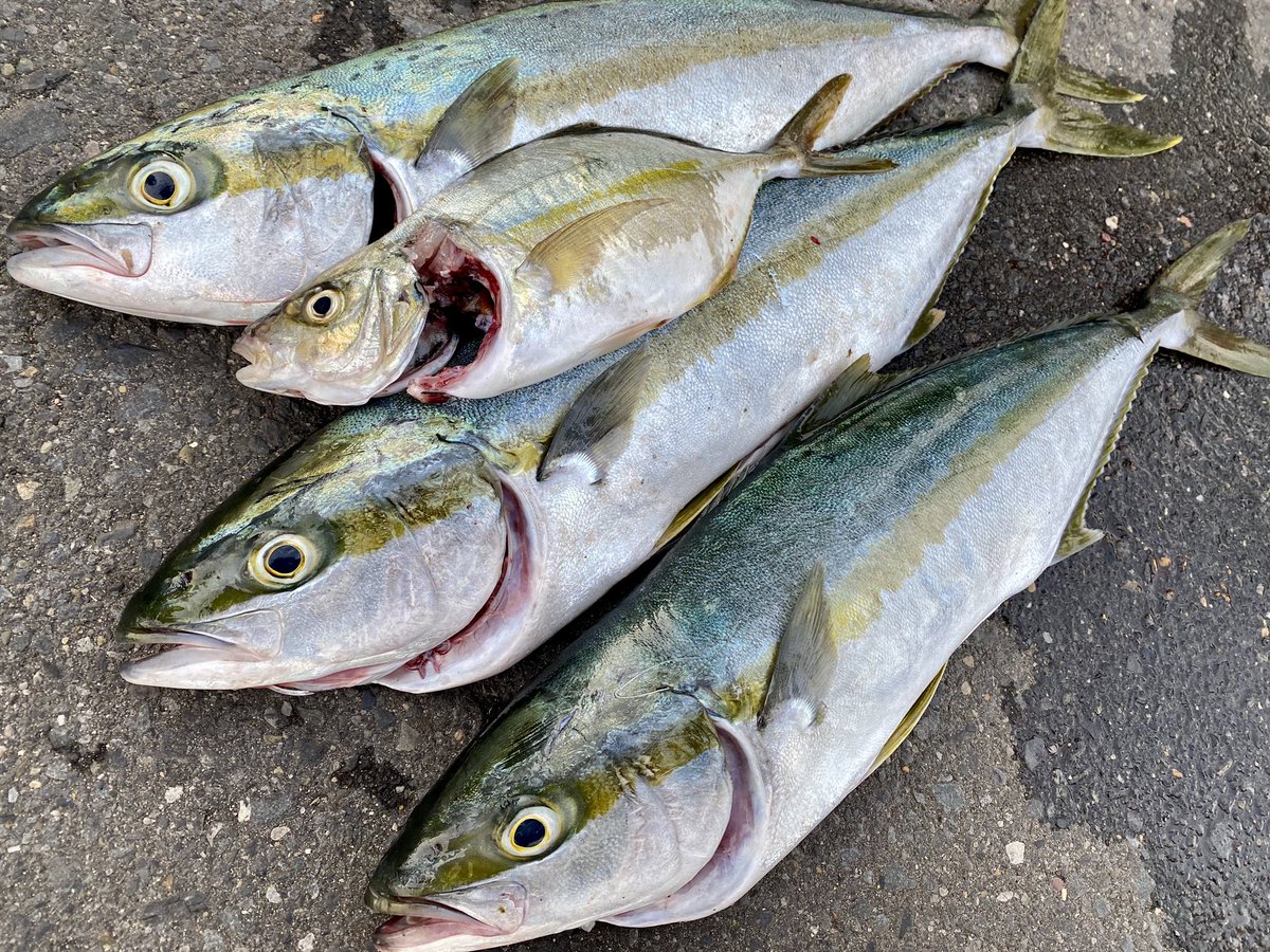鹿島釣り日記 夕まずめのヒラマサ 今日は暑かったですね コカコーラが美味しい季節です ヒラマサは今日も通常運転でご安全に ヒラマサ シマアジ 鹿島港