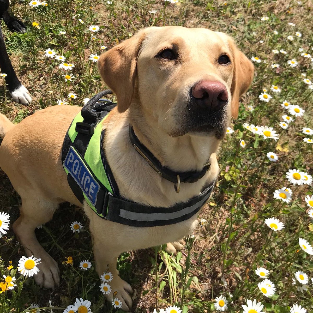 STNDogSection's tweet photo. And last but by no means least we have #PDPoppy 

#PDPoppy is a 4 year old Labrador and is handled by PS Chris Gould. She came to us from the #prisonservice
She is a sweet girl that loves a cuddle 🤗 https://t.co/4BMyLVFJ1C