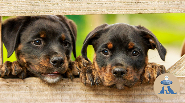 NHPetfood's tweet photo. How handsome are these two? 😍🐶

Have a great Tuesday fur-friends! 👋

#tuesday #photooftheday #doglife #dogoftheday #doggosbeingdoggos #happydog #doglifeisgood #dogsmile #NaturesHarvest #FriendsofNH https://t.co/j0o4FPlMrd