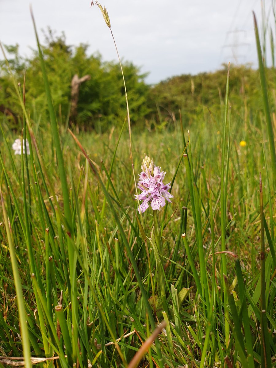 Lovely to see the common spotted orchid growing at a new locationthis year on the farm. #herefordcattle#conservationgrasing#biodiversity