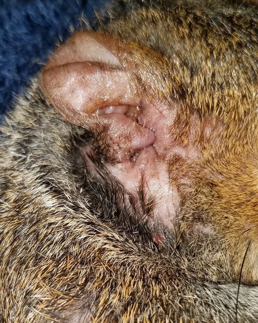 SquirreltopiaWR's tweet photo. OMGawd if I can ever get this "quick & easy" case out the door! I love him spunky, mean butt, but geez-o-Pete!! He's so handsome, but check those feets trying to slice Moma to bits! 😶
#squirreltopialife #squirreltopia #realrescue #realrehab #squirrellove #BlueSquirreltopia https://t.co/fPpmHEA8mQ