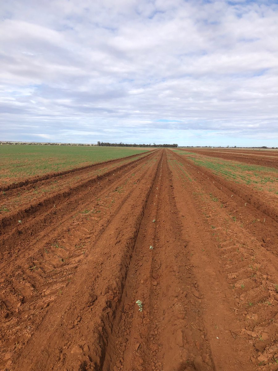 ChatfieldsTrees's tweet photo. Anameka .... elite fodder shrub 2020 planting in the North Eastern Wheatbelt. They have planted Anameka for the last few years ... it has assisted in the Autumn feed gap, giving great nutrition to the animals... building living haystacks... I love it!! #chatfields #anameka https://t.co/9rR3WndtVx