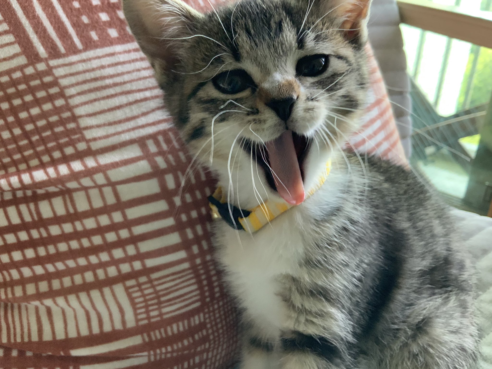 なかざわ とも あくびするとヒゲってこんなにクタクタになるのね