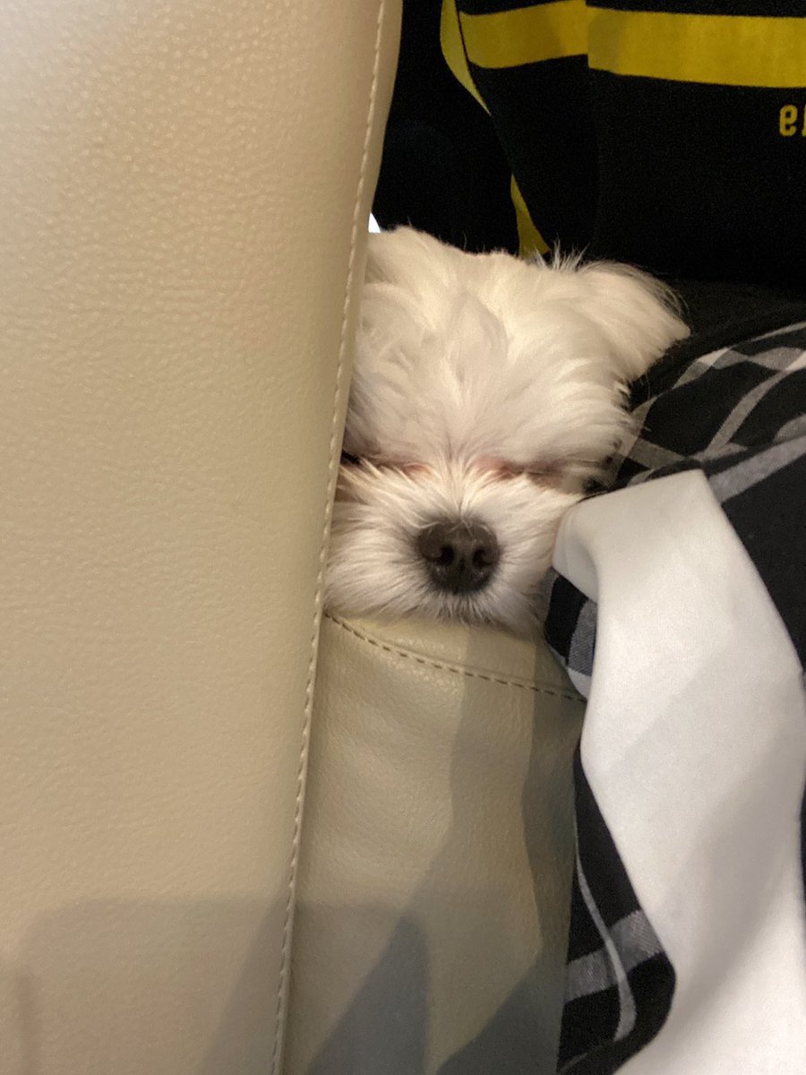 omnieuus's tweet photo. 【ONEUS 日本語訳】
[#シオン]
コミのファン シオン笑 シオンのファンのコミ笑 狭い隅っこに入ってきて寝るコミㅠㅠ💕 これからも僕らは最高の友人だよ コミㅠㅠ 今度はコミと写真撮ることに成功!!! 結論は今日もとっても愛してるよ 超最高の友人で僕の愛するお月様達🌎❤️🌙 https://t.co/VajN5oQFY8