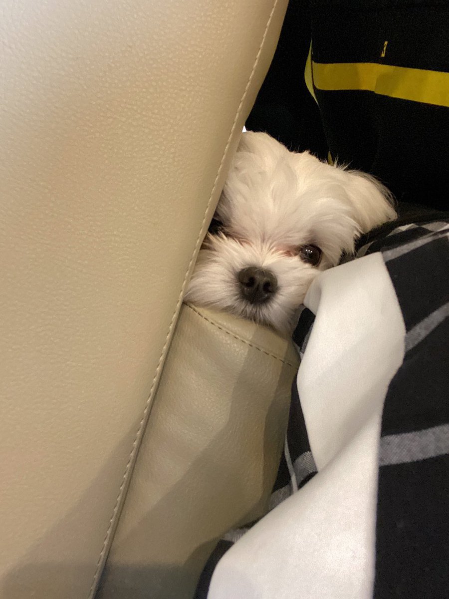 omnieuus's tweet photo. 【ONEUS 日本語訳】
[#シオン]
コミのファン シオン笑 シオンのファンのコミ笑 狭い隅っこに入ってきて寝るコミㅠㅠ💕 これからも僕らは最高の友人だよ コミㅠㅠ 今度はコミと写真撮ることに成功!!! 結論は今日もとっても愛してるよ 超最高の友人で僕の愛するお月様達🌎❤️🌙 https://t.co/VajN5oQFY8