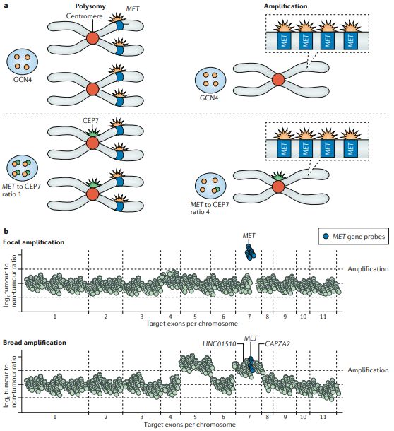 NatRevClinOncol's tweet photo. Another new Review, live online. In this one, @alexdrilon and co-authors discuss the topic of 'MET-dependent solid tumours — molecular diagnosis and targeted therapy' https://t.co/r0nOI9oSAj #caxtx https://t.co/dpapILVttI