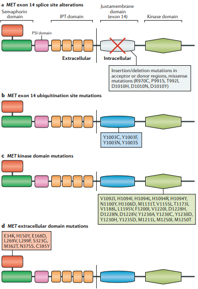 NatRevClinOncol's tweet photo. Another new Review, live online. In this one, @alexdrilon and co-authors discuss the topic of 'MET-dependent solid tumours — molecular diagnosis and targeted therapy' https://t.co/r0nOI9oSAj #caxtx https://t.co/dpapILVttI