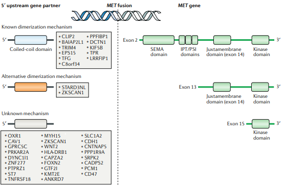 Another new Review, live online. In this one, <a href="/alexdrilon/">Alexander Drilon MD</a> and co-authors discuss the topic of 'MET-dependent solid tumours — molecular diagnosis and targeted therapy' nature.com/articles/s4157… #caxtx