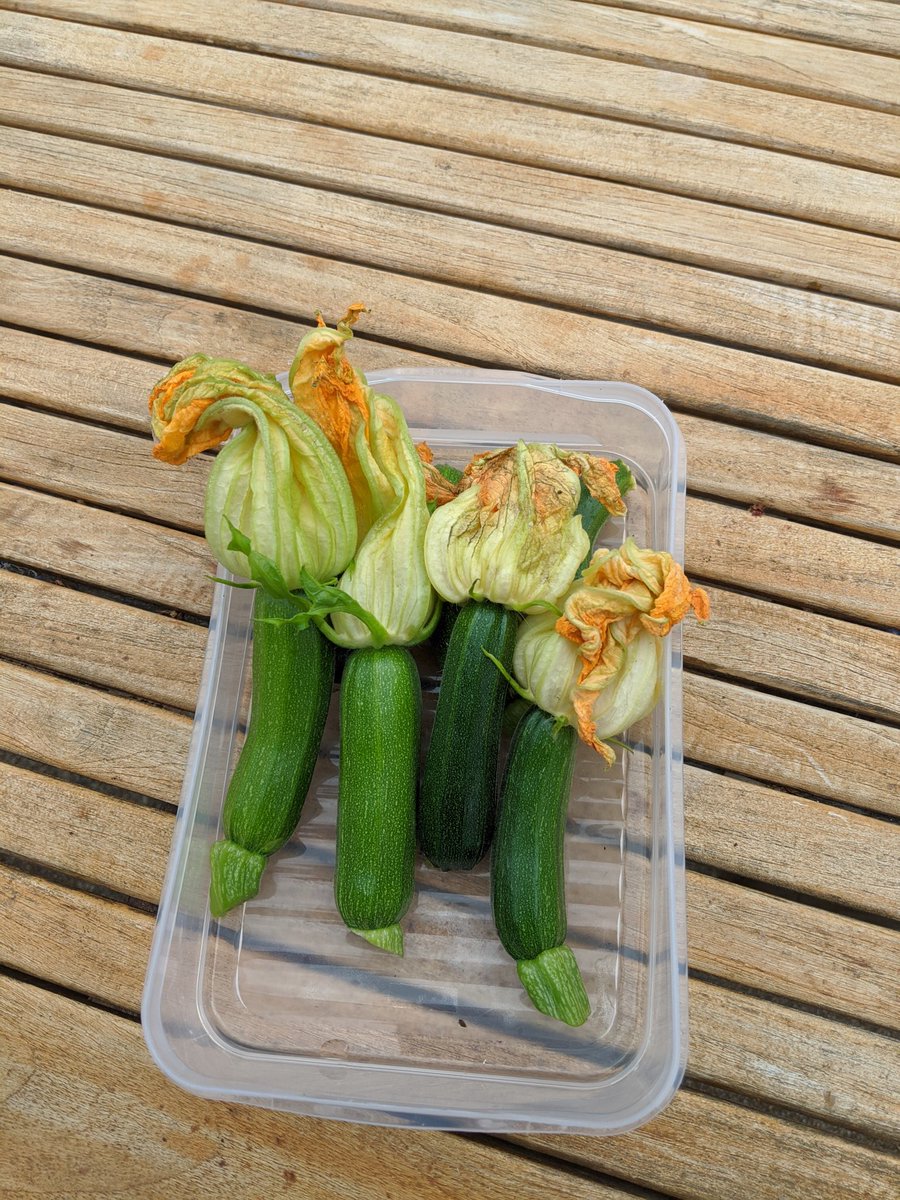 First crop of courgettes ,love the little ones so delicious!