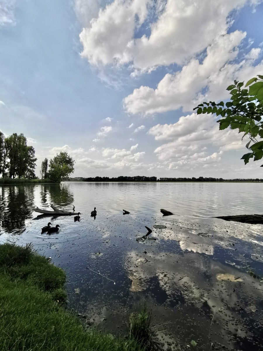 _IsaBeau_'s tweet photo. Riflessi 
Laghi di #Mantova https://t.co/MnKG16nBqF