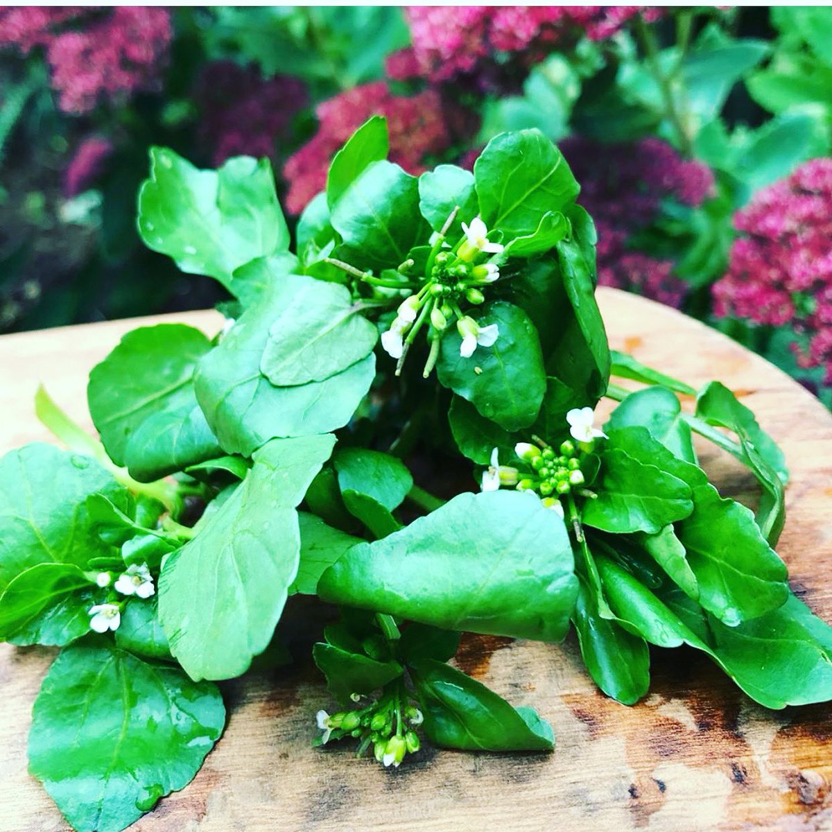 Watercress is now arriving with delicate and beautiful white flowers 💚. It’s a nutritional, gut friendly powerhouse! We included this peppery, chlorophyll rich beauty in our gorgeous <a href="/LizEarleMe/">Liz Earle MBE</a> <a href="/LizEarleWb/">Liz Earle Wellbeing</a> collaboration Shot Box+ . See website for details x

⠀