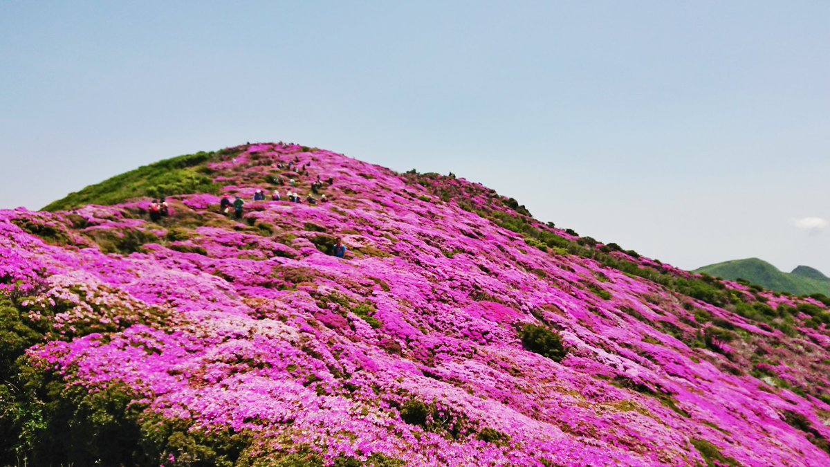 FugenStranger's tweet photo. 日曜日に登山を再開。
平治岳のミヤマキリシマは圧倒的で、人の数も圧倒的だった。
ちなみに人生初ツイート。
#平治岳 #ミヤマキリシマ #くじゅう #くじゅうエイドステーション #KarrimorSF #Helicontex #登山 #防災士 https://t.co/biiYyyaB1C