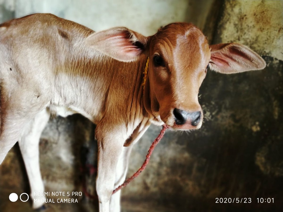 Nareshnagda11's tweet image. Nandi .
दुनिया का सबसे सुंदर cute बच्चा गाय का होता है।