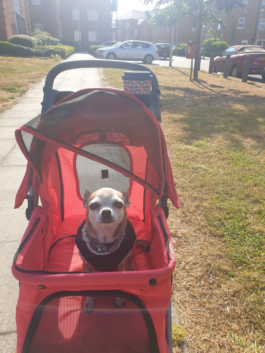 Prue_the_chi's tweet photo. Good Morning from Prue!
She says thanks to the followers and for helping to speed the word!

https://t.co/sJ4LgWY1jL

#DogsofTwittter #chihauhau 
#chisoftwitter
#Pets 
#HelpPrue
#luxsatingpateller
#Gofundme 
#surgeryneeded
#surger
#briarhousevets
#Preop
#Helpmewalkagain https://t.co/SlzwzpGW5L