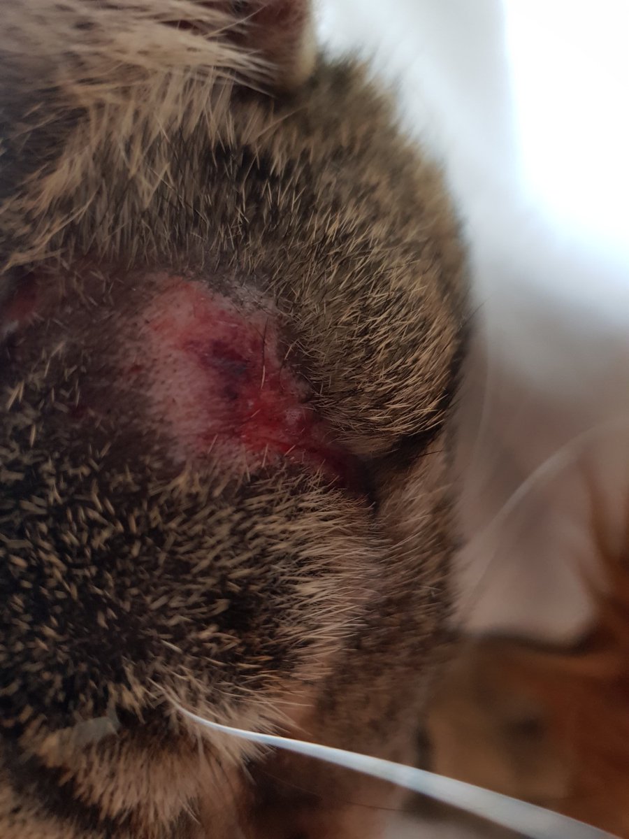 jellicorum's tweet image. got myself into a spot of bother last night i havent told cardi exactly what went down but my head is sore and my claws are scuffed im going to have a nice sleep for the rest of the day #TabbyTroop #CatsOfTwitter #owchie