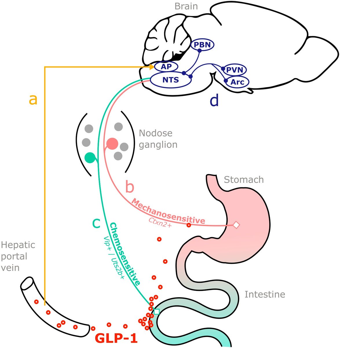 jeanphikri's tweet photo. How does intestinal GLP-1 reduce food intake? In my new review, I propose a new model of GLP-1 action via two distinct populations of vagal afferent neurons.   https://t.co/gsPknuv3bq https://t.co/slZNCG70ws