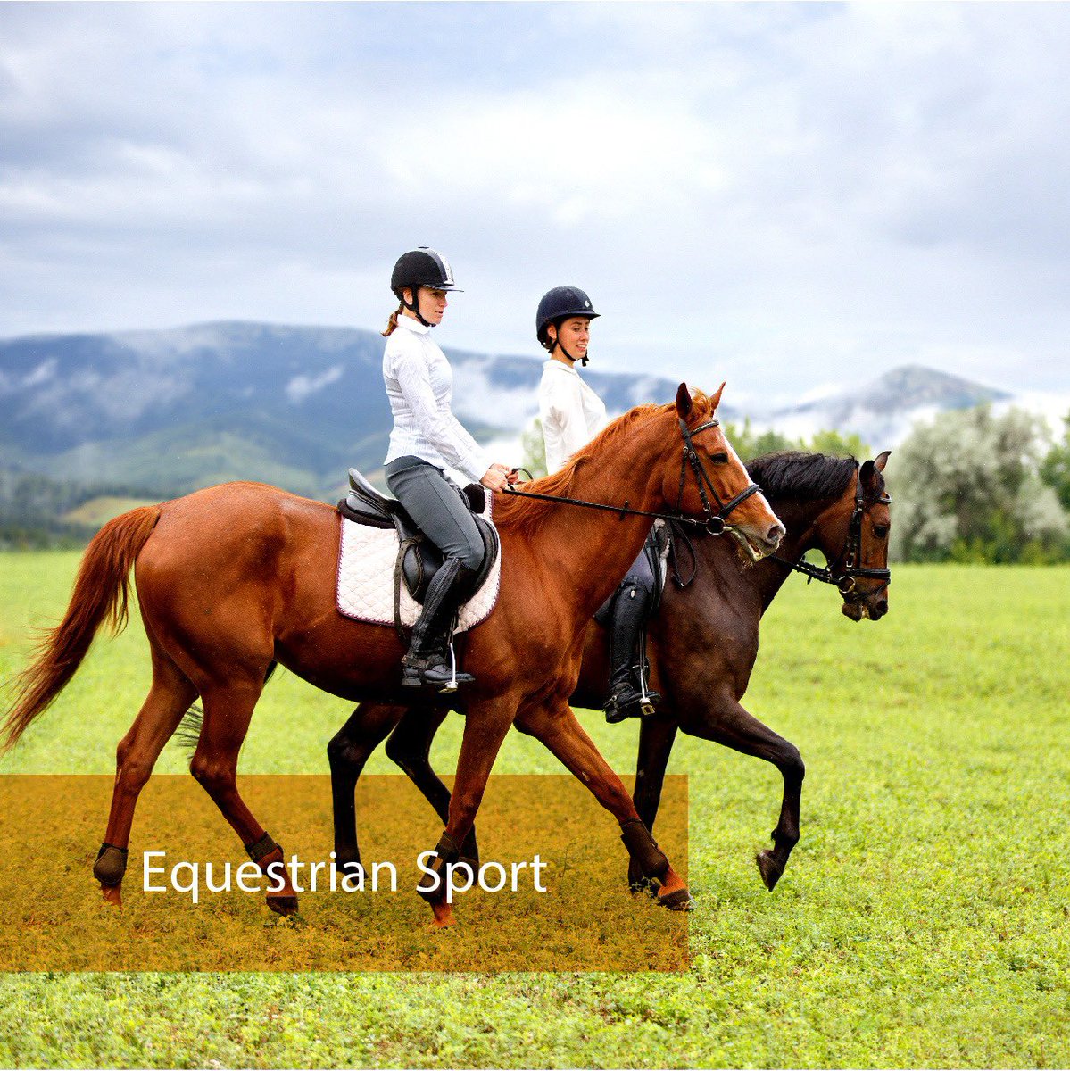 AdaaEquestrian's tweet photo. Equestrian activities have existed since the dawn of time and have evolved to become some of the most fascinating competitive sports, as they require discipline, patience, and skill with horses.
Learn More https://t.co/dKsbzeIqfz https://t.co/H3MNMKZOjx