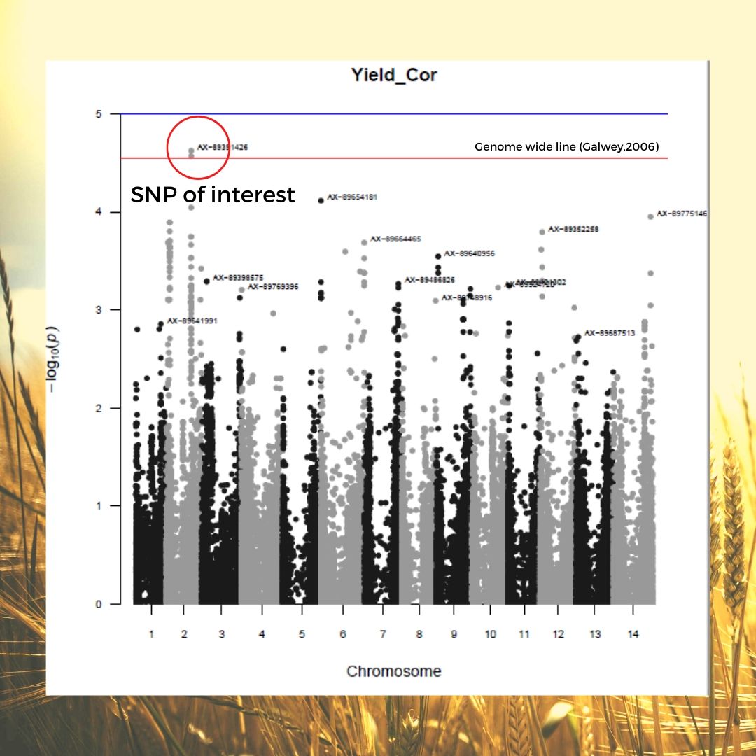 JuniorResearch's tweet image. The group #Farmerseeds performed the #GWAS analysis on the allelic frequency and diversity for the yield components. The #manhattanplots (like bellow) revealed SNPs of interest! Let&apos;s go to the biological discussion now!
@SerrieMarie @melsalazarmata
@LekaXheke @DeGramontCloth1