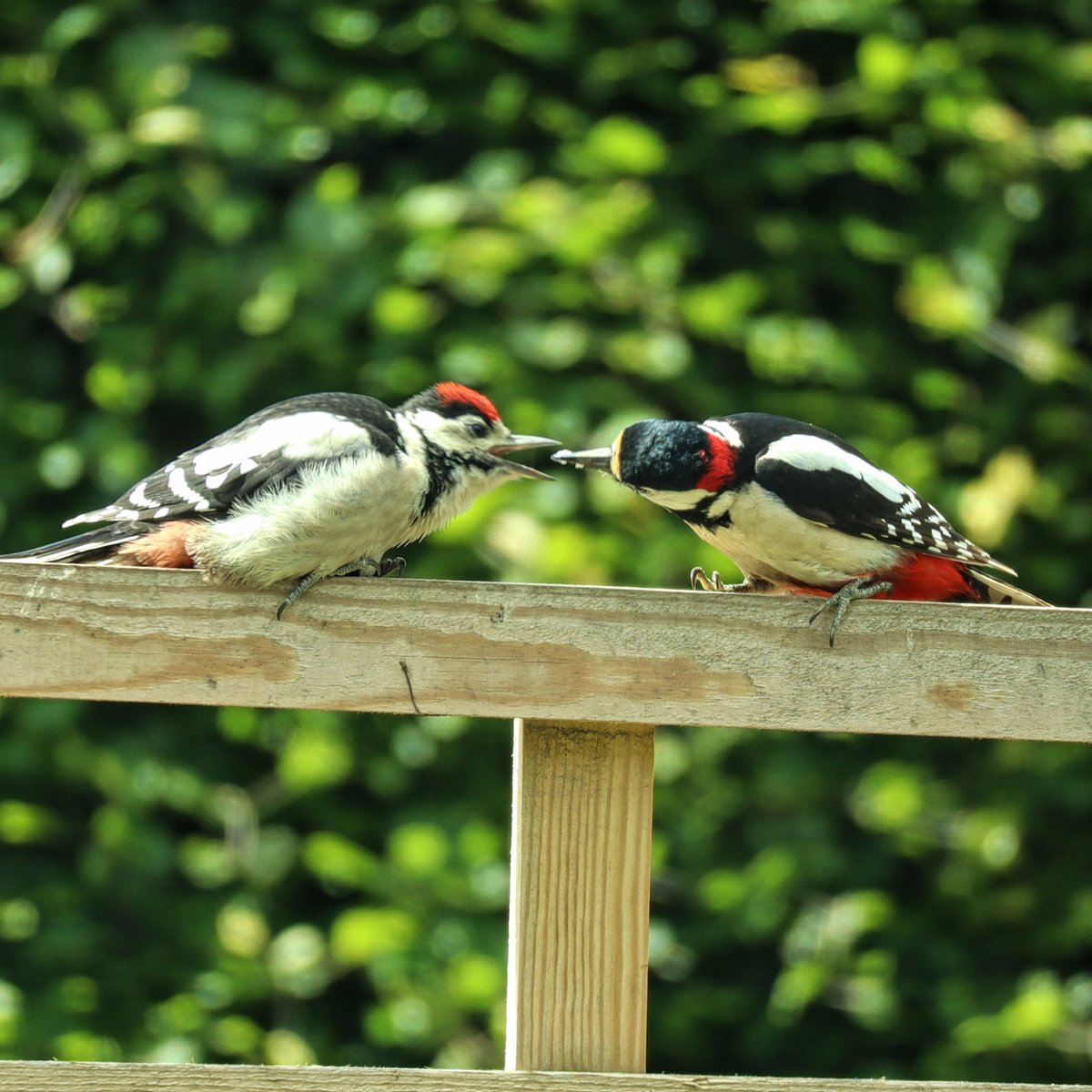 snug within tweet media