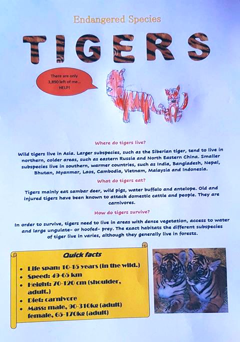 WhisperingGeor1's tweet photo. Another fab fact sheet about an endangered species - Tigers! I love the stripey letters. There are only 3890 left, they do need help! Find week 3 logbook that inspired this brilliant investigating https://t.co/E5x72BRLWb @SMTrust #museumwhispers #tigers #help #investigating https://t.co/MQ4ZuB2tny