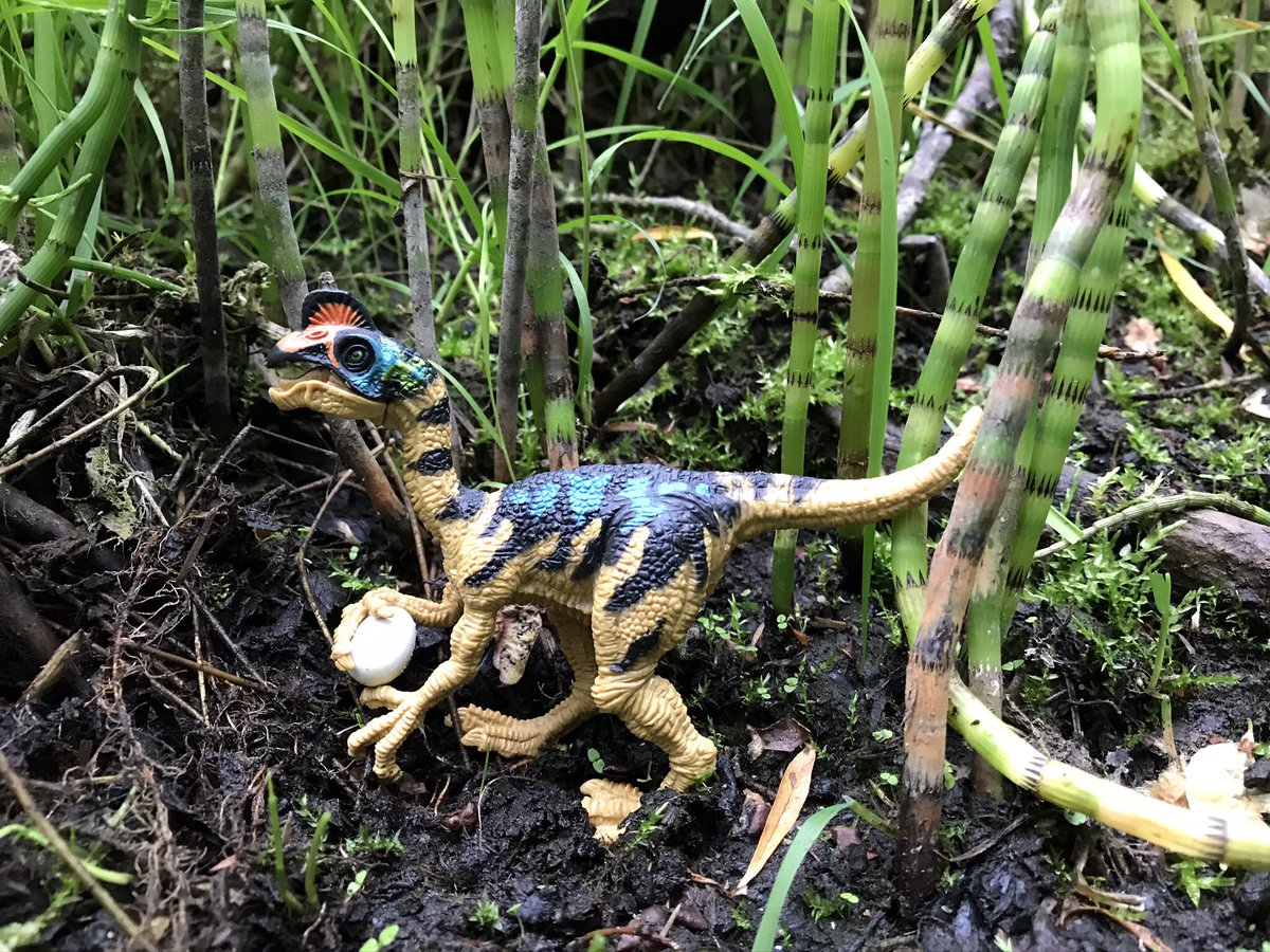 Wildside Nature tweet media