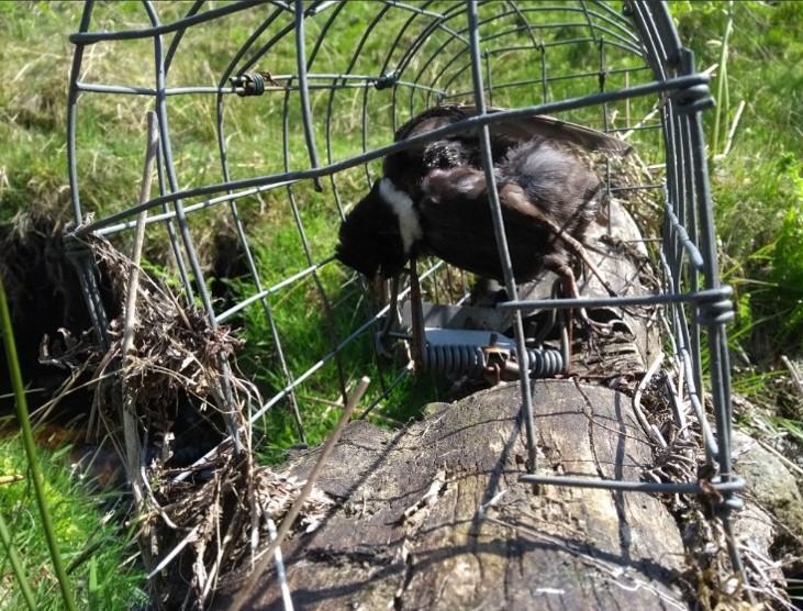 2018, activists found an endangered ring ouzel killed in a 'vermin trap' on the Moscar Estate...