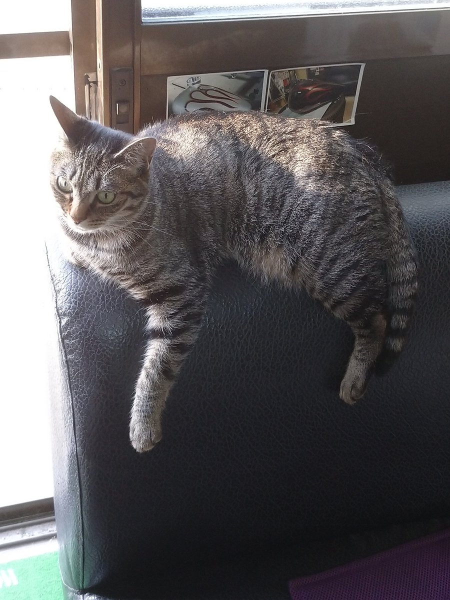 猫も暑い Hashtag On Twitter