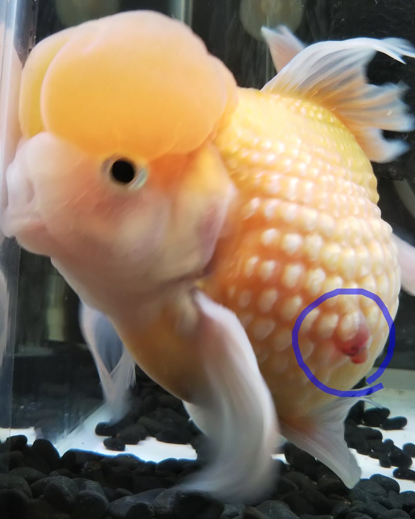 ノトッピdo 痛いよね ごめんね どなたか治療方を お教えくださいませんか よろしくお願いいたします M M ノトッピdo 痛いよね ごめんね どなたか治療方を お教えくださいませんか よろしくお願いいたします M M