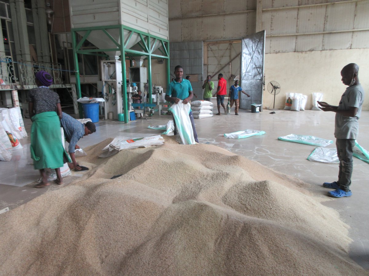 FtF_AgInvest's tweet photo. Our Activity supported Ebonyi Agro Ltd to train 3 groups of its out-grower rice #farmers on Good Agronomic Practices. The training captured best rice production practices including components of the system for #rice intensification curriculum to enhance optimum yields. @CNFA https://t.co/C7us5ZwfdH