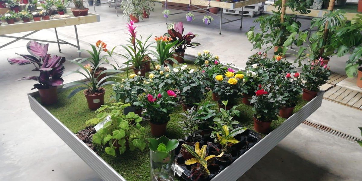 ViveMontecarlo's tweet photo. Gran cantidad de plantas de temporada y promociones en Junio para los Amigos Montecarlo ¡Os esperamos! https://t.co/83kQ1TdPi2