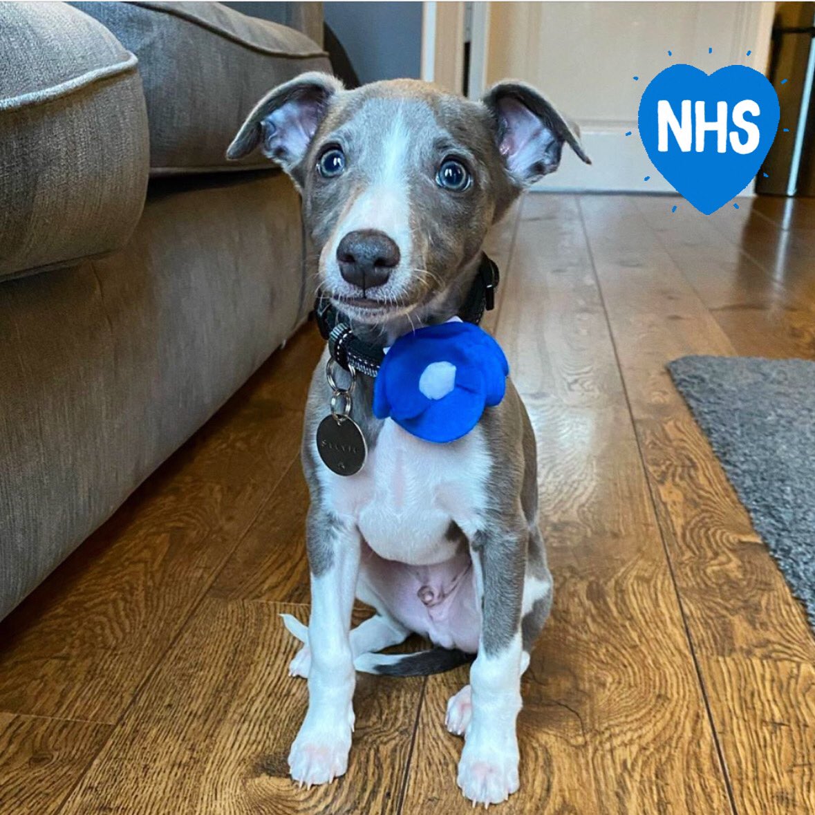 teamdogcoats's tweet photo. Whippet puppy “Stevie” is one of our cutest #nhssupawters to date! Check him out wearing his badge below or on our Instagram account @teamdogcoats 🌈🌈🌈🌈💙💙💙 #NHS #NHSheroes #suppawters #dogsofisolation #dogs #dogsoftwitter #TeamDog #clapforkeyworkers #TREASURE #coronavirus https://t.co/ThspsMOhsb