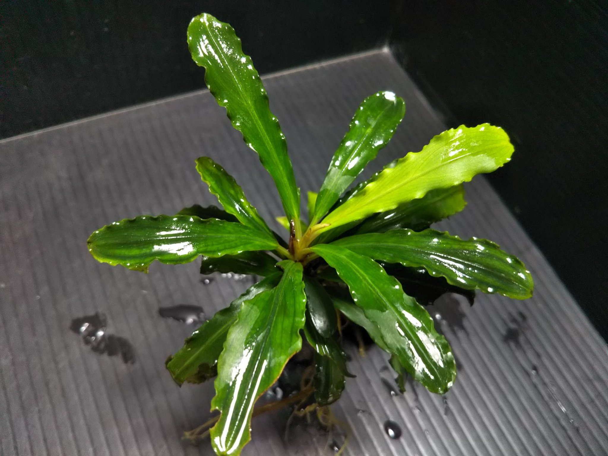 水草 Bucephalandra sp. \