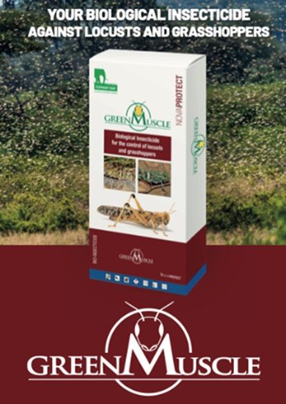 CABI and Swiss biological control producers Éléphant Vert <a href="/ELEPHANTVERT/">ÉLÉPHANT VERT</a> are stepping up the fight against crop-destroying #locusts and #grasshoppers with a safe and environment friendly product called #GreenMuscle™ which is now being used in Africa <a href="/FAO/">Food and Agriculture Organization</a> cabi.news/2A7FJVy