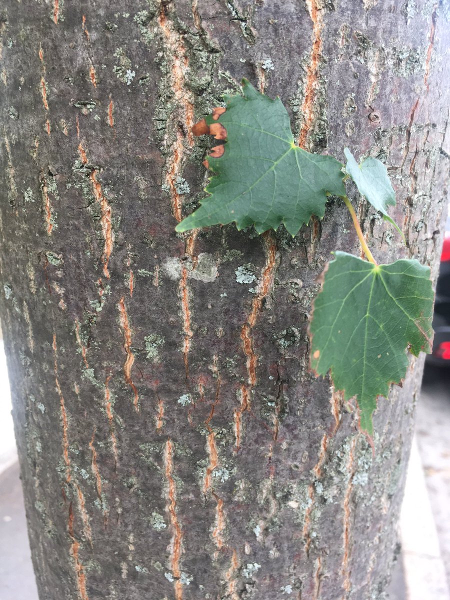 foodgrower's tweet photo. This is the most amazing #streettree. It’s a #Tiliamongolica Mongolian #Lime the smell is amazing & it’s humming with #bees. Do pay it a visit about half way down #OndineRoad #Peckham #SE15 take time for #nature https://t.co/hugxBnYMll