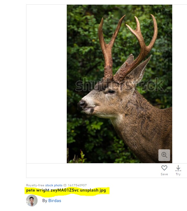 ARotenbergphoto's tweet image. Just when veteran contributors are either #boycottshutterstock / outright pulling their ports from @Shutterstock , thieves are happily uploading blatantly stolen content from likes of @unsplash . Here's an example SS happily accepts them (check out the "caption") @PeteWright