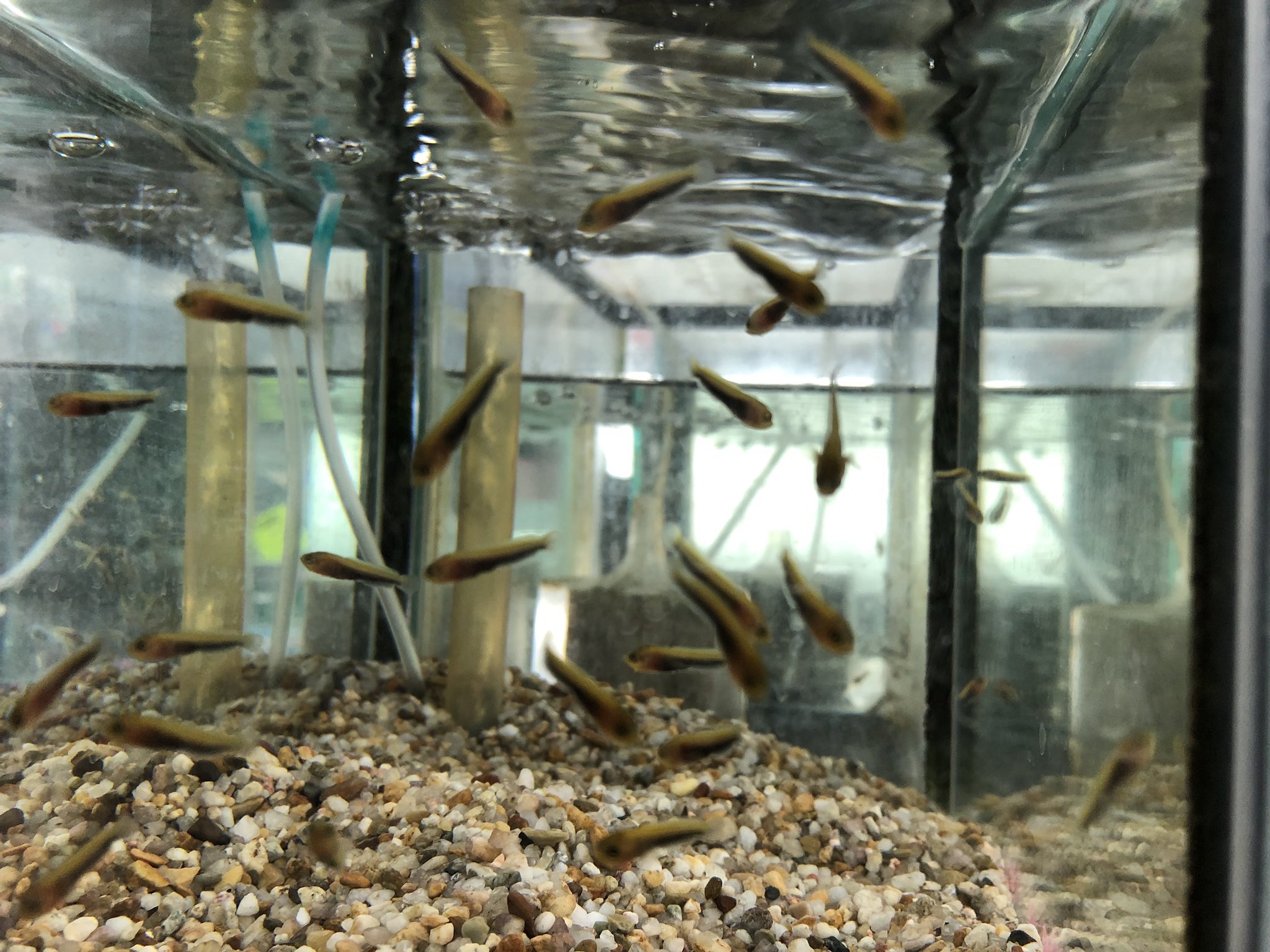 岡田金魚店 高級改良メダカの稚魚 ようやく販売できるサイズと量になりました 市場で厳選したメダカが親ですから血統はかなり良いです サイズは1cm程度です ライギョの稚魚 久々に見ました 1匹100円の大特価です こちらもサイズは1cm程度です 岡田金魚店 高級改良メダカの稚魚 ようやく販売できるサイズと量になりました 市場で厳選したメダカが親ですから血統はかなり良いです サイズは1cm程度です ライギョの稚魚 久々に見ました 1匹100円の大特価です こちらもサイズは1cm程度です