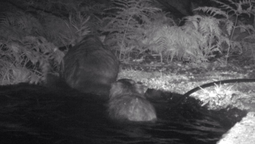 WombatOnPatrol's tweet photo. It was 2 degrees &amp; 2 wombats decided to have a pool party. Never seen it before &amp; have no idea why. #wildoz https://t.co/ph3bCa9Gdx