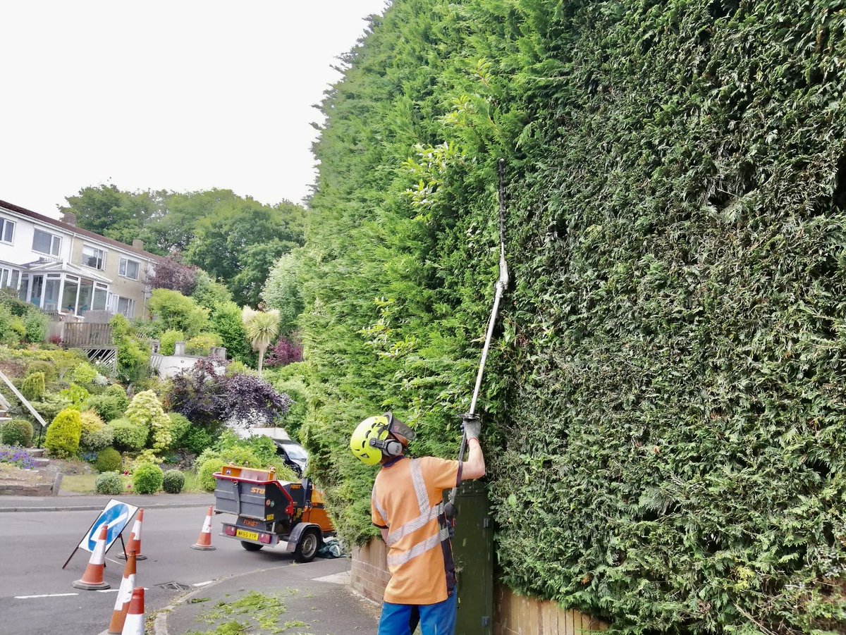 teigntrees's tweet photo. Check out these fab photos sent in by Ollie B today. No problem #socialdistancing on this job! All tree &amp; hedgework are checked thoroughly for active nests &amp; postponed if any found #teigntrees #nestingseason #arborists #hedgetrim #tuesdaytreeworks #TuesdayThoughts https://t.co/tdC4Z9CiFx