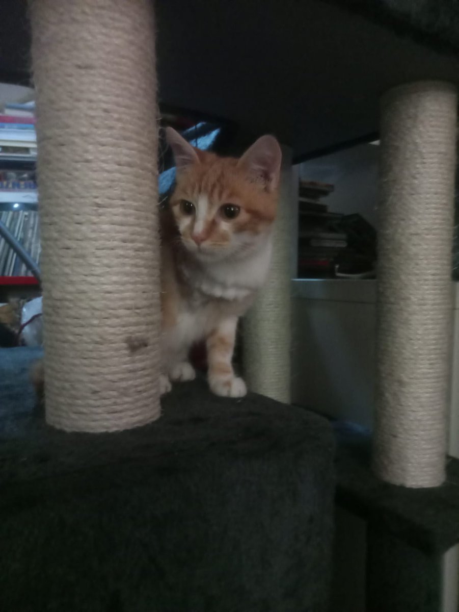 ossogatto's tweet photo. Sempre i miei ineffabili gatti hanno appena pubblicato "La Mossa Del Gatto Che Mangia Il Cavallo. Come ricominciare senza Renzi, Salvini, Meloni, Berlusconi". Pièce teatrale in 4 atti:
1°Atto #salviniCIALTRONE
2°Atto #Melonicialtrona
3°Atto #renzicialtrone
4°Atto #rubymubarak https://t.co/8oy9kgS7ez