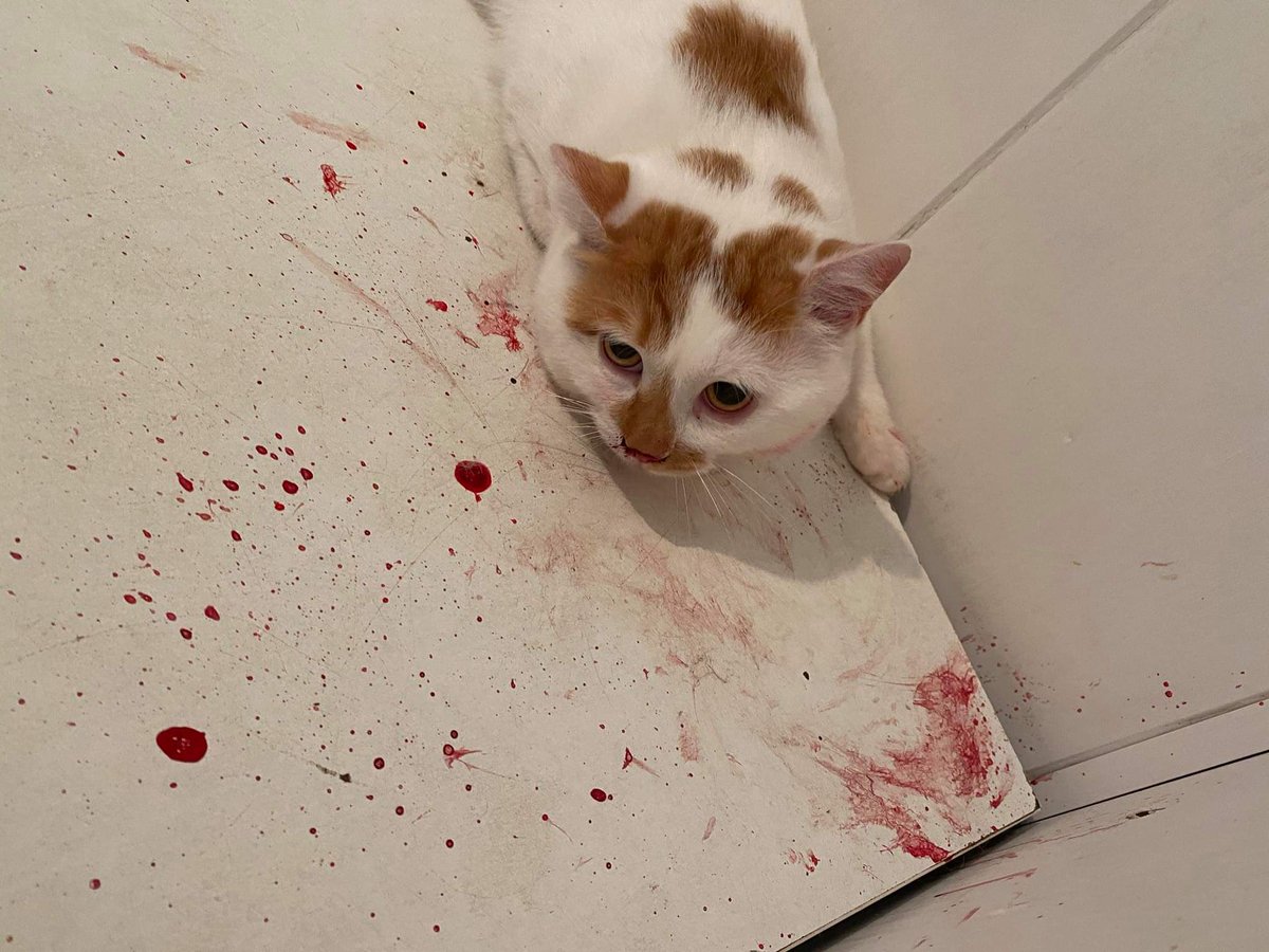 aWaLebanon's tweet photo. ⚠️Urgent plz⚠️
 هالبسين وقع من الطابق الرابع وصاحبتو ما قادرة تتكفل بعمليتو😥.
مكسورين ايديه وتكلفتها ٦٠٠$ 
وهيي ابدا ما قادرة بسبب وضعها المادي الصعب.
عملتلو الصور اللازمة وبدو عملية.
ولو سمحتو🙏🏽اللي قادر يساعد، رجاء يتواصل مع الرقم 70409645.
ب ١٠ دولار بس قادرين تعملوا فرق🙏🏽❤ https://t.co/yPmqQZuweD