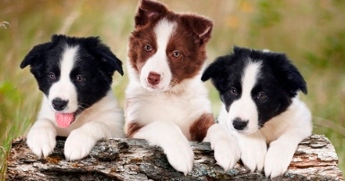 officialpetmio's tweet photo. Different colors, same species; Dogs treat each other equally, regardless of their color. Be more like them #BeMoreLikeDogs
.
#PetsOfPetMio #PetMioPets #DogsOfPetMio #PetMioBites #DogsOfInstagram #DogsOfIG #PetsOfInstagram #PetsOfIG #DogLovers #Dogs #Puppies #Dogstagram https://t.co/zzsy5ceib4
