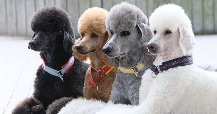 officialpetmio's tweet photo. Different colors, same species; Dogs treat each other equally, regardless of their color. Be more like them #BeMoreLikeDogs
.
#PetsOfPetMio #PetMioPets #DogsOfPetMio #PetMioBites #DogsOfInstagram #DogsOfIG #PetsOfInstagram #PetsOfIG #DogLovers #Dogs #Puppies #Dogstagram https://t.co/zzsy5ceib4