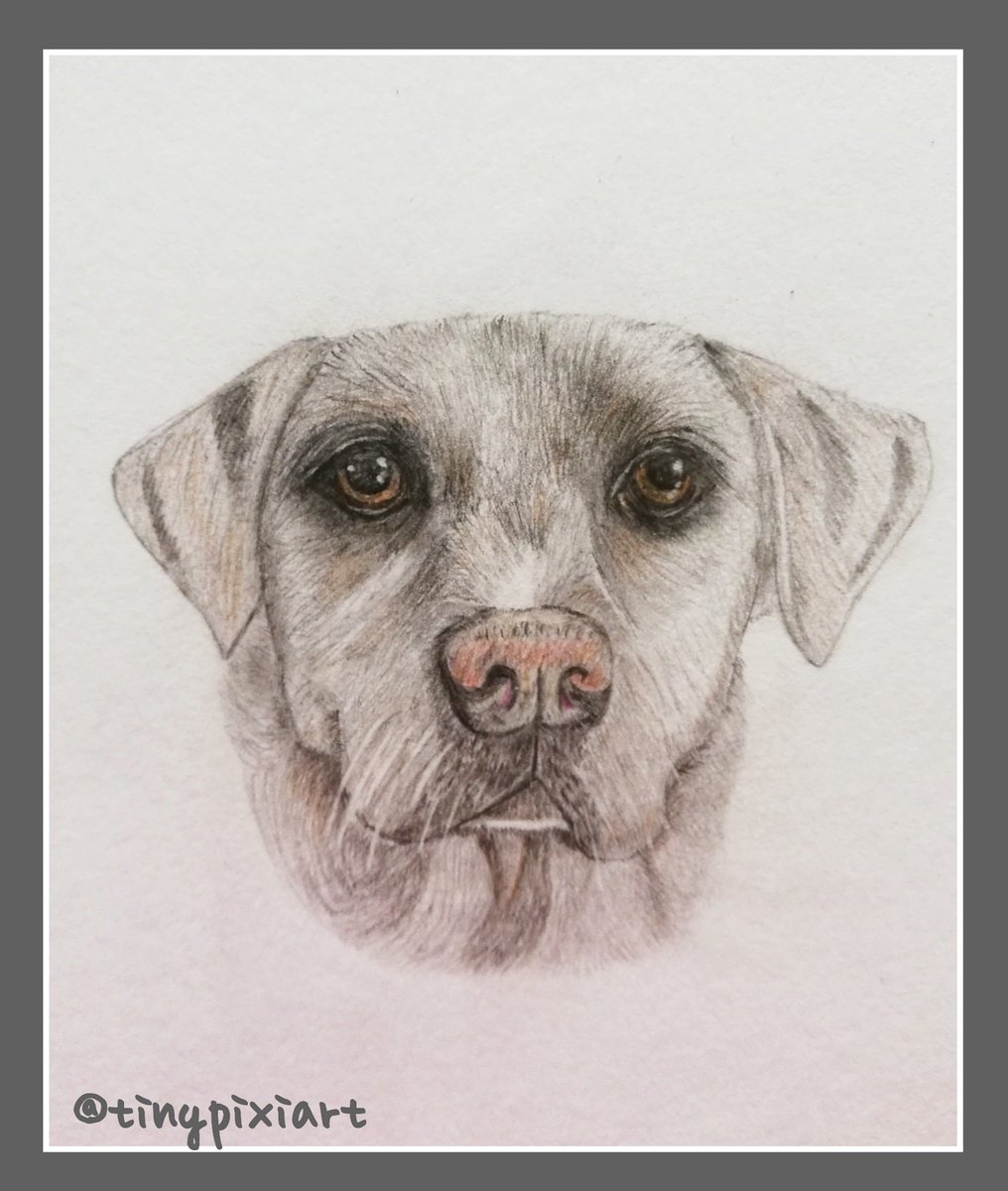 First ever dog portrait complete 🥰#catart #pencilart #pencildrawing #catdrawing #art #learningtodraw #petportrait #absolutebeginner #graphiteart  #drawing #graphite #graphitedrawing  #art #floatinghead #artwork #portrait #commission #dogart  #dogcommission