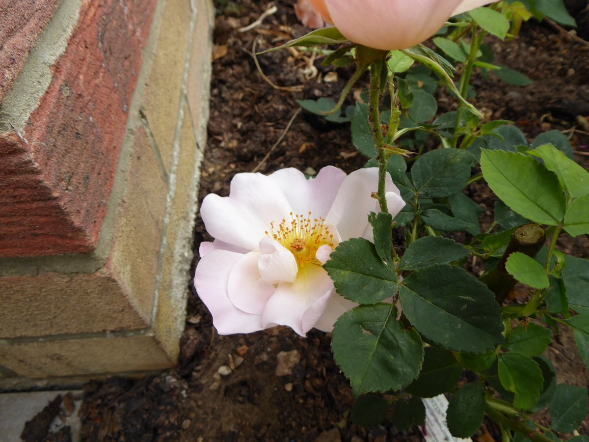 Girlinthe's tweet photo. #BareRootRoseWatch day 77 and last: an, actual, definite, beautiful bloom! HURRAH. https://t.co/rhT8wXIOKD