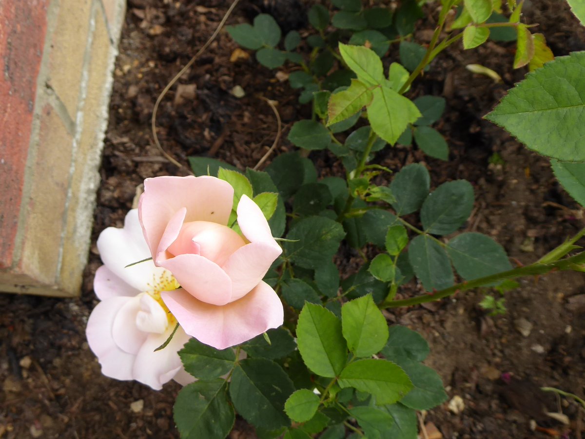 Girlinthe's tweet photo. We've come a long way from a bare twig to some real flowers. Stats: climbing rose 'Shropshire Lass', ordered 29 Feb, planted some time around 14 March, photo 1 taken 25 March. Thank you to everyone who followed with interest! #BareRootRoseWatch https://t.co/ePnqUoRJ7o
