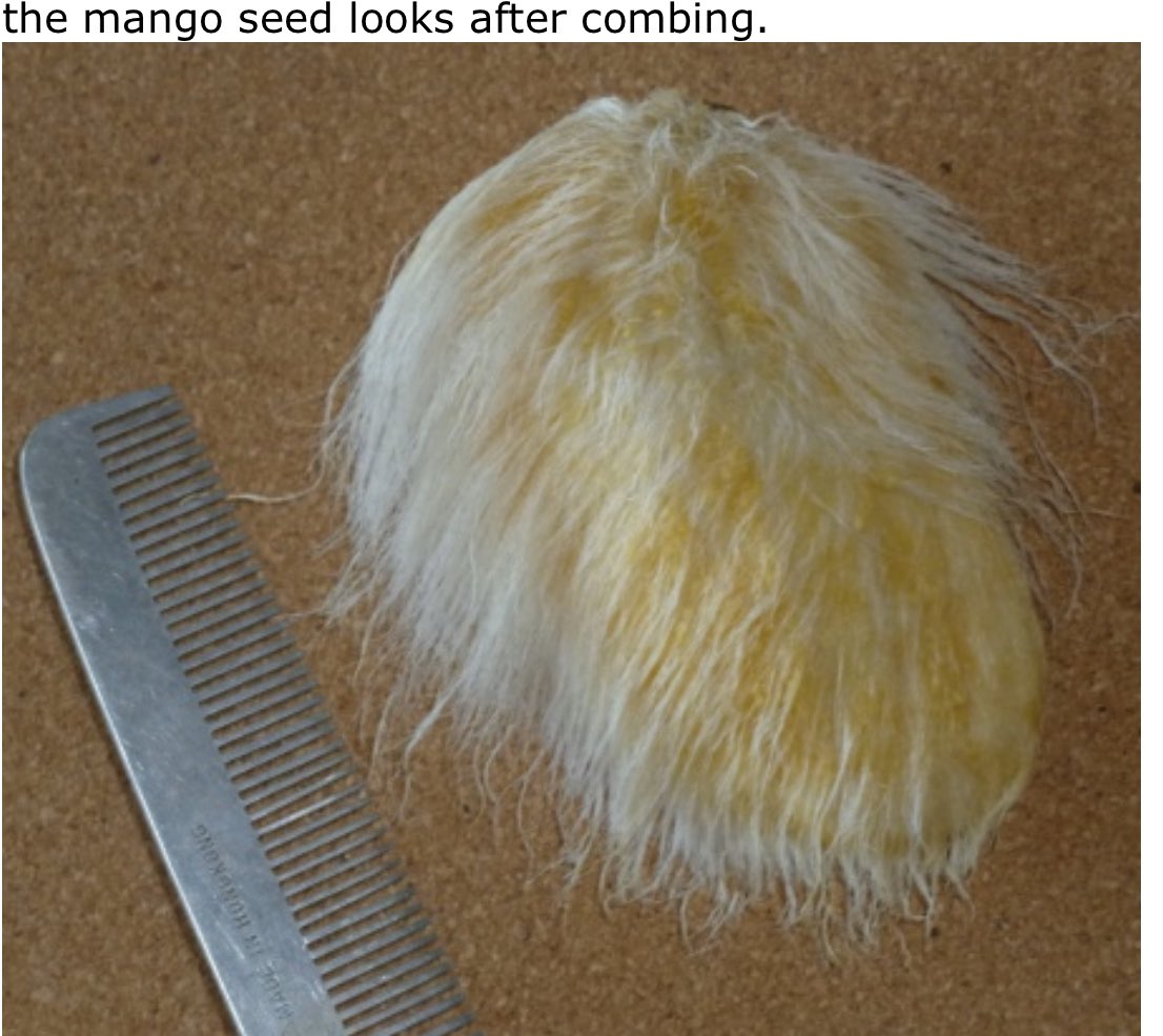 Mango Seed Pet