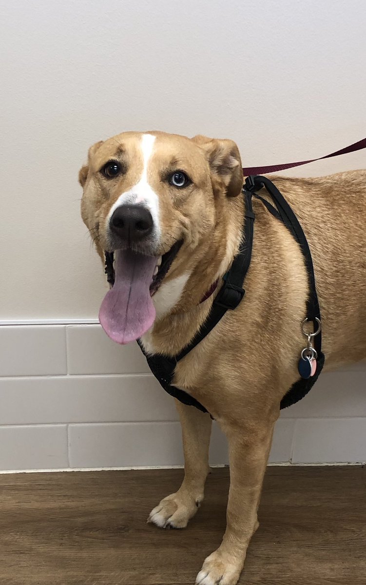 stringtownanim1's tweet image. Tongue Out Tuesday and it is going to be a hot one. Without sweat glands, dogs cool themselves when they pant. So let those tongues hang out! 
#TongueOutTuesday #grovecitypets #614pets #dogsofcolumbus #petsofcolumbus #dogs #pets