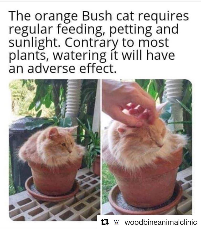 Cats Exclusive tweet media