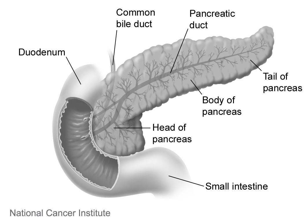 vesselwork's tweet photo. Preventing pancreatic cancer metastasis by keeping cells 'sheltered in place' - https://t.co/ufwyERQ7I9 https://t.co/1PUVZj3xoa