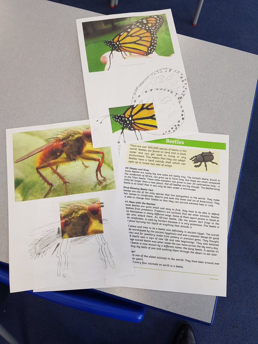 We did some learning about insects today.  Our top 3 facts: beetles can survive anywhere in the world, some beetles shoot out burning hot liquid to protect themselves, beetles have been around over 250 million years! What can you find out?
<a href="/FoxHillLearning/">Fox Hill Learning</a>